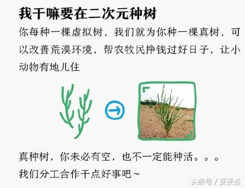 支付寶小樹怎么樣了