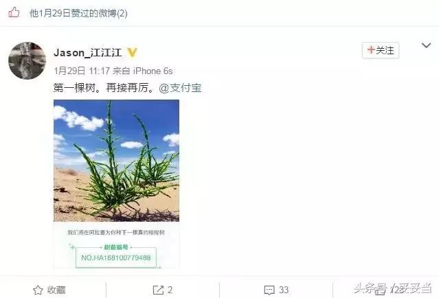 支付寶小樹怎么樣了